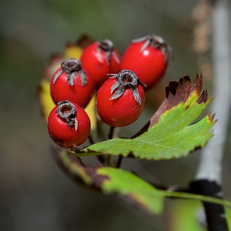 Fayl:Crataegus marshallii (1).jpg