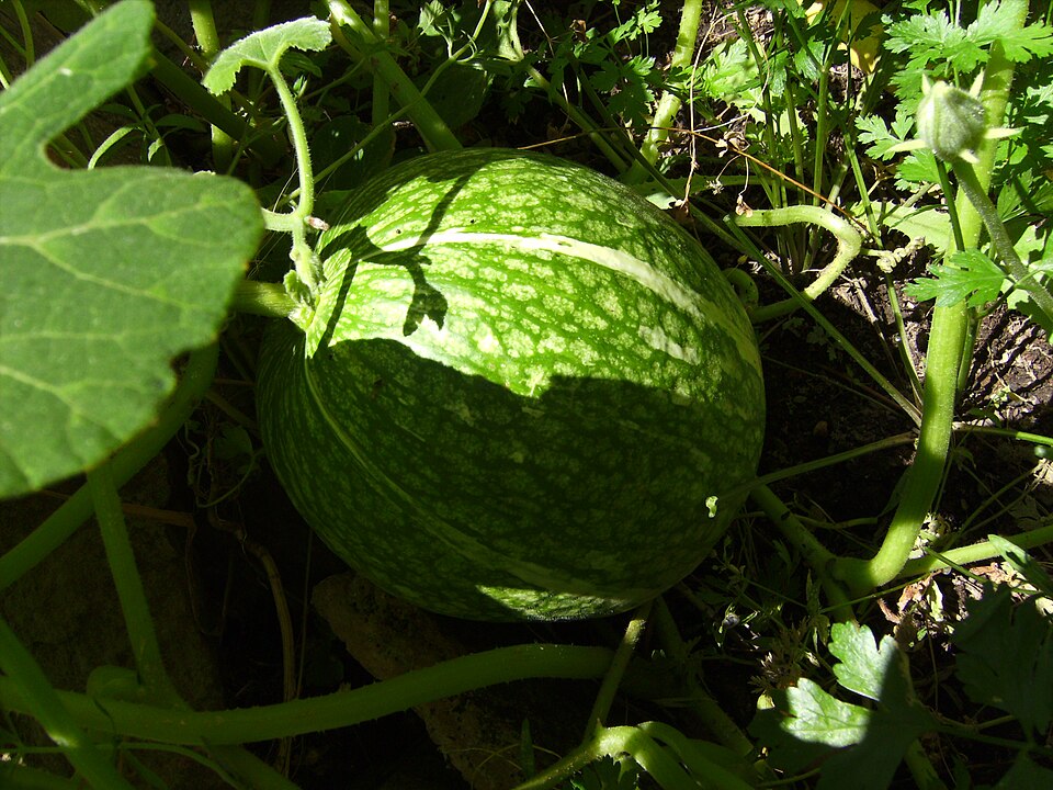 Fayl:Cucurbita ficifolia Ficifolia verda77.jpg