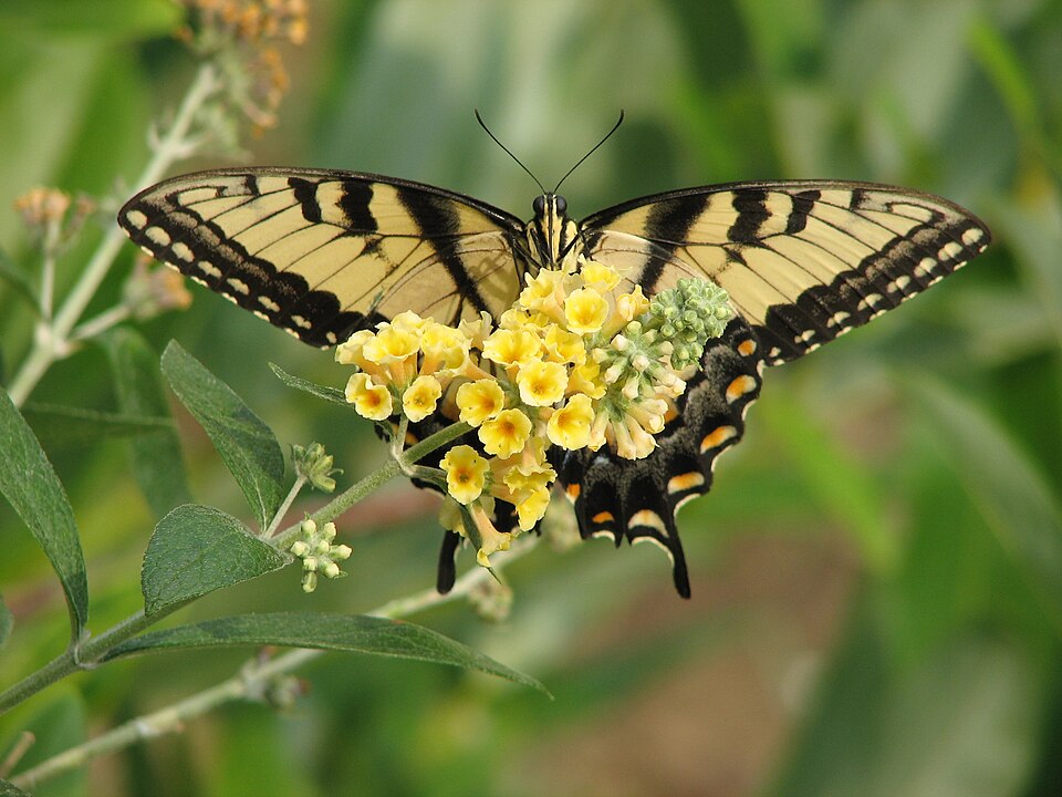 Fayl:Eastern Tiger Swallowtail.jpg