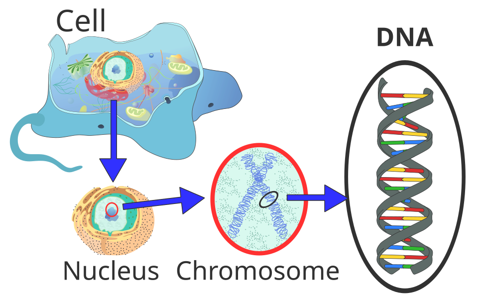 Fayl:Eukaryote DNA-en.svg