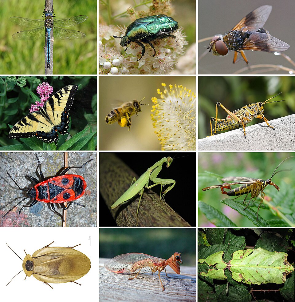 Fayl:Insects collage.jpg