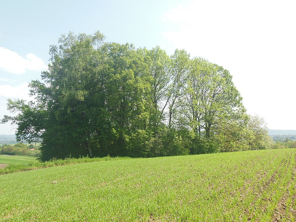 Fayl:KopiecKrakaII-POL, Krakuszowice.jpg