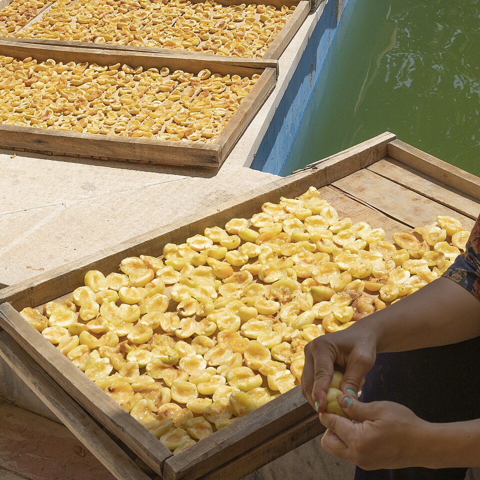 Fayl:Making sun-dried apricot in Iran.jpg
