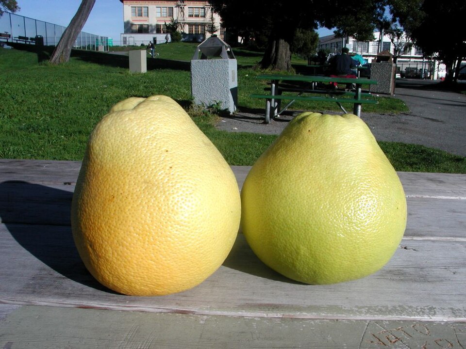 Fayl:Pummelos.jpg