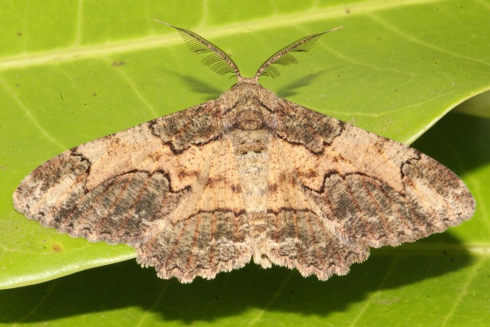 Fayl:Colocleora divisaria.jpg