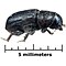 Scolytinae