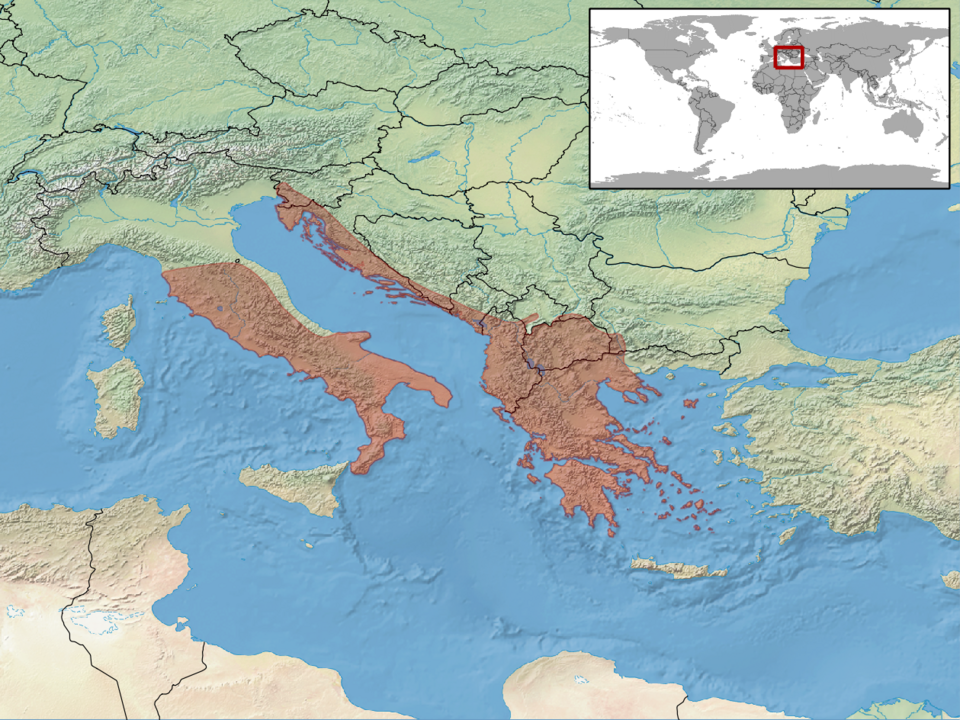 Fayl:Elaphe quatuorlineata distribution.png