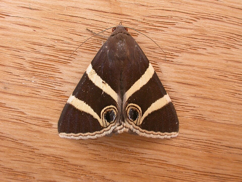 Fayl:Grammodes ocellata.jpg