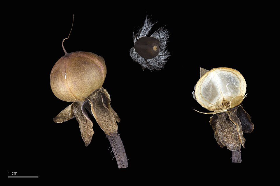 Fayl:Ipomoea setosa MHNT.BOT.2021.17.17.jpg