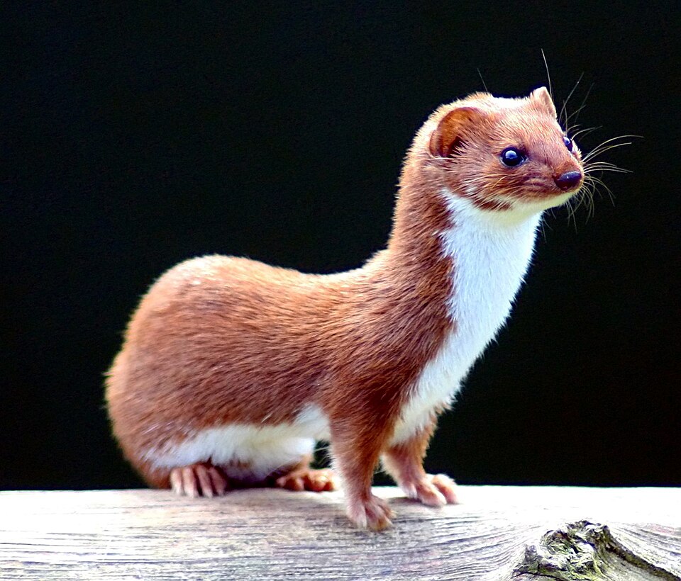 Fayl:Mustela nivalis -British Wildlife Centre-4.jpg