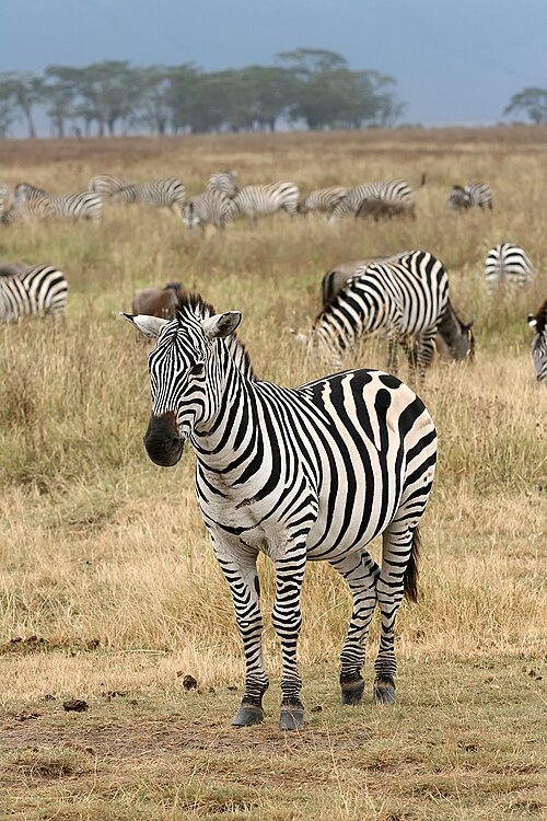 Fayl:Plains Zebra Equus quagga.jpg