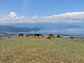 Prespesdagi qoramollar