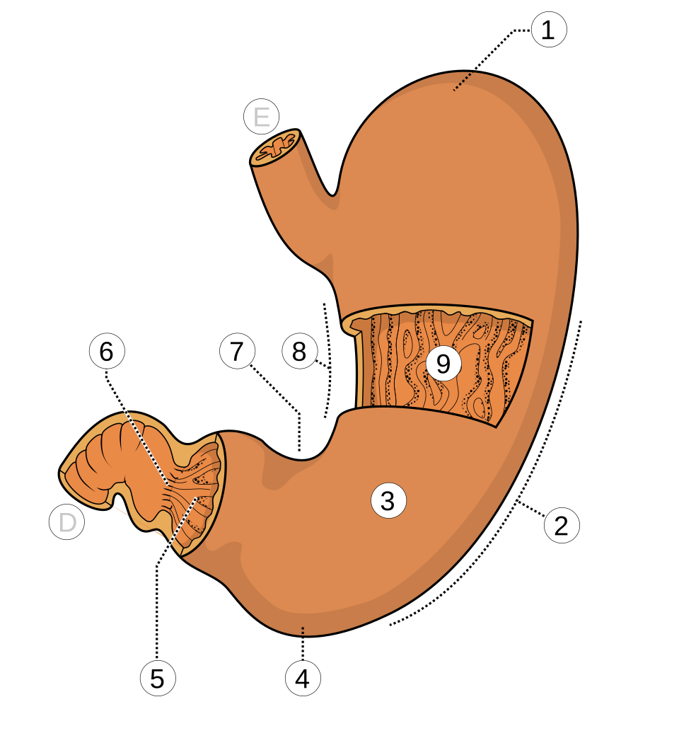 Fayl:Ventriculus.svg