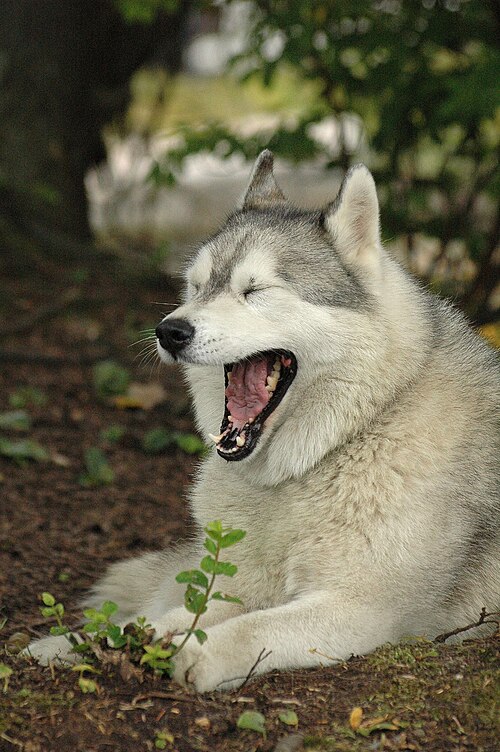 Fayl:Husky (1).jpg