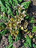 Gullar (Mandragora officinarum)