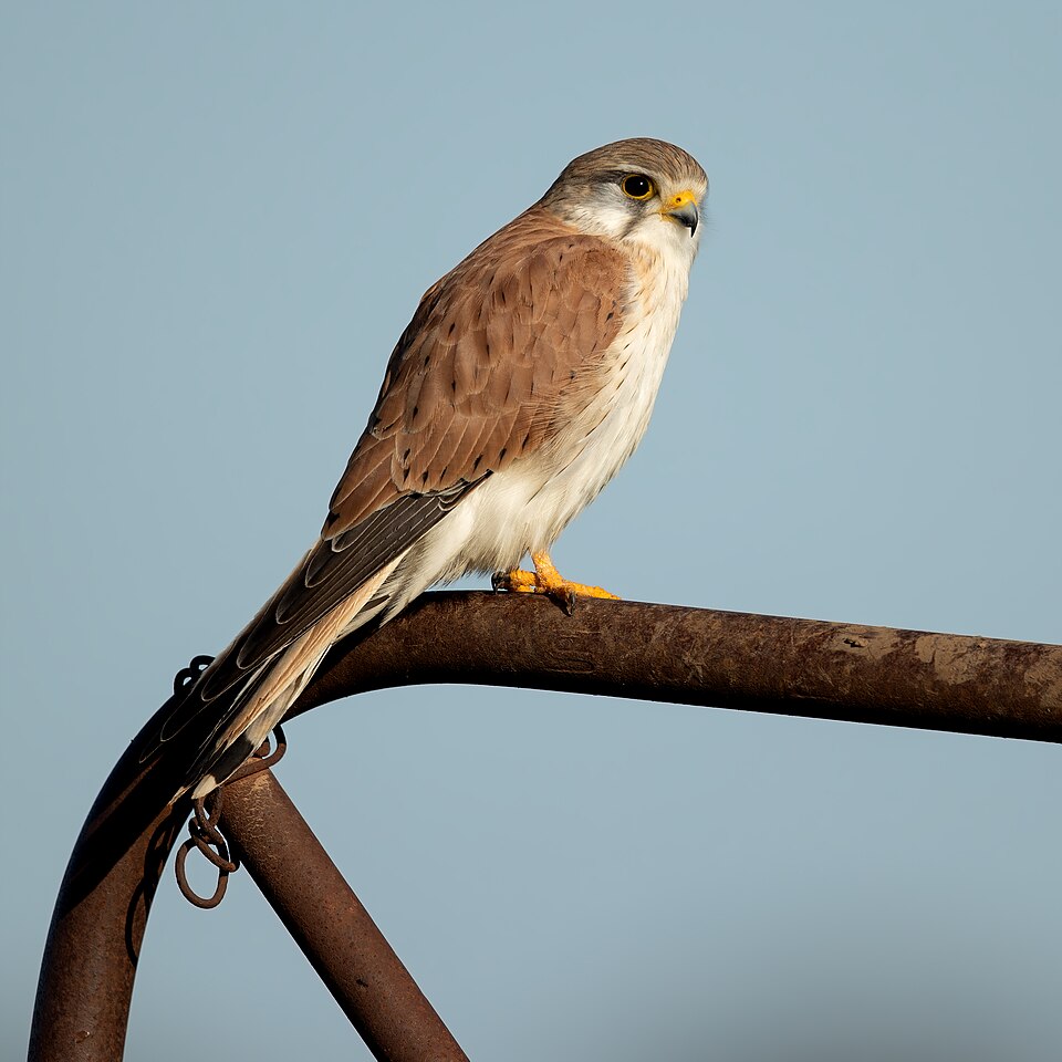 Fayl:Nankeen Kestrel - Bimbi.jpg