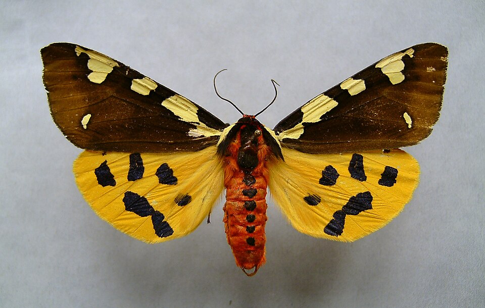 Fayl:Pericallia matronula.jpg