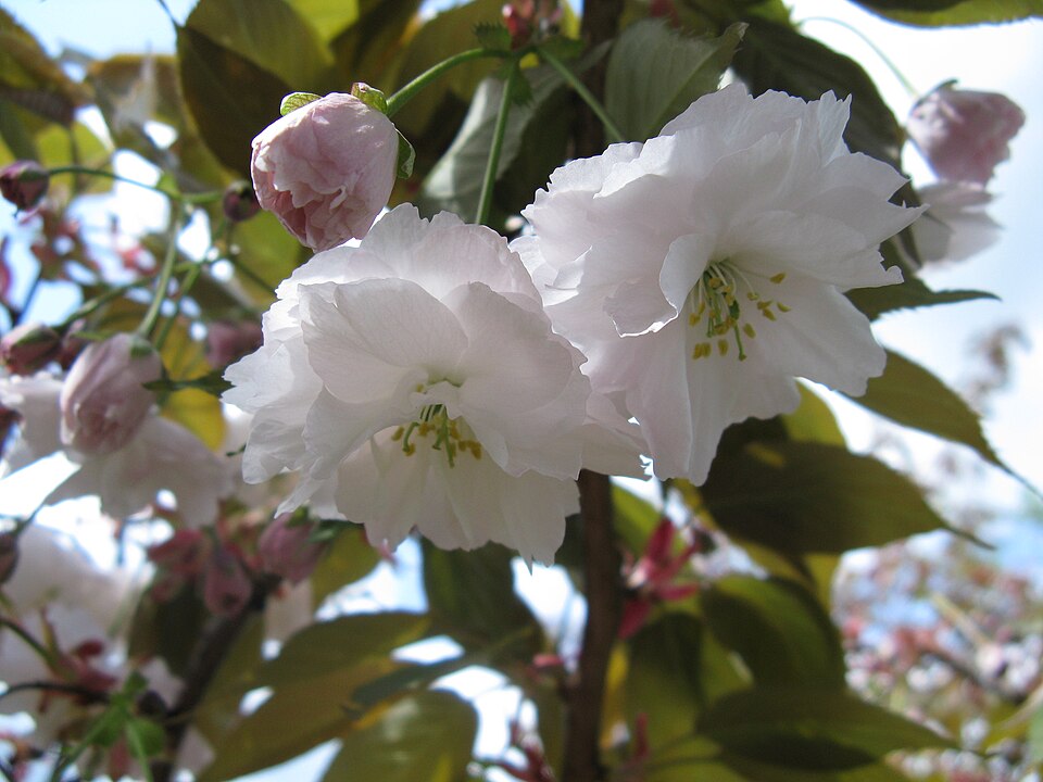 Fayl:Prunus serrulata - flowers close-up.jpg