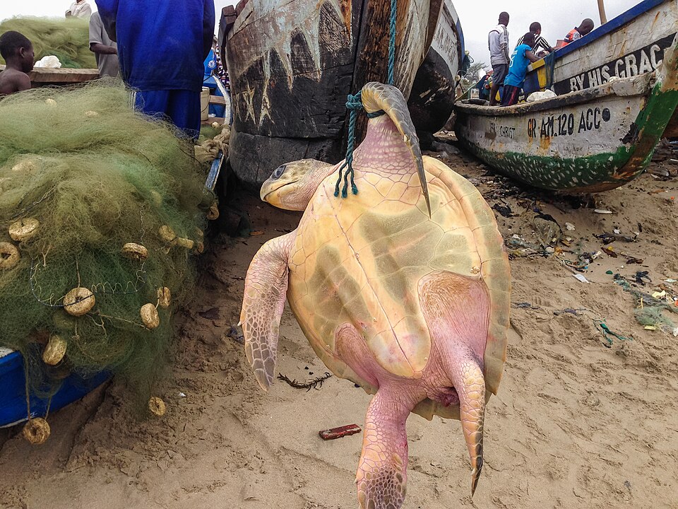 Fayl:Animal Cruelty Sea Turtle.jpg