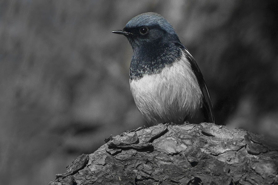 Fayl:Blue-capped Redstart Uttarakhand India.jpg