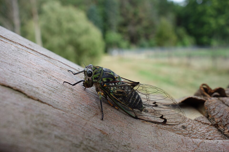Fayl:Chorus cicada.jpg