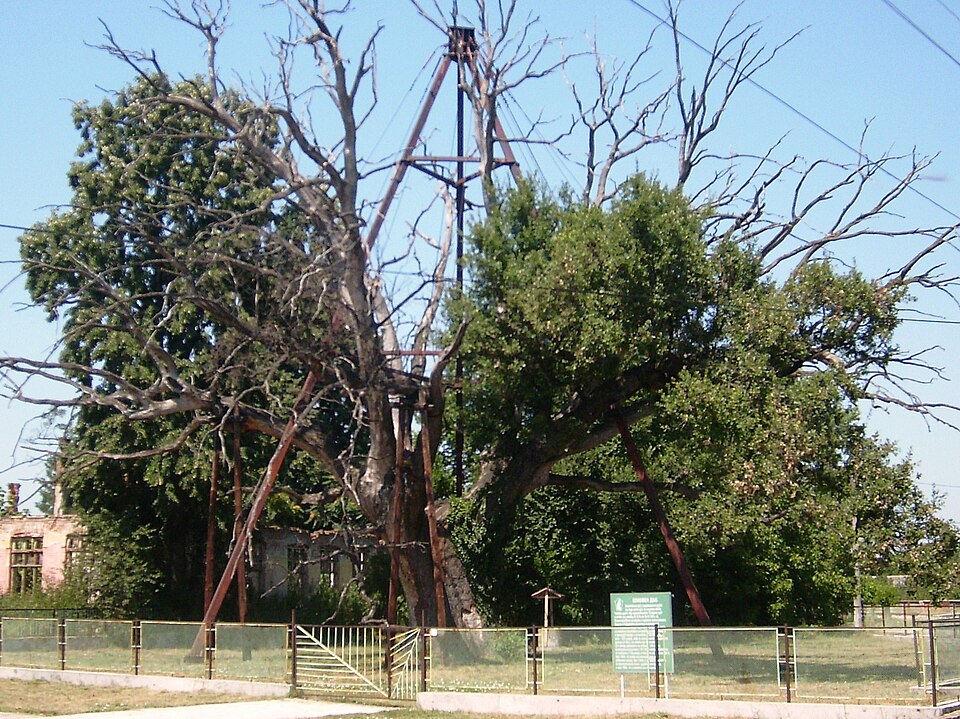 Fayl:Granit Oak Bulgaria.JPG