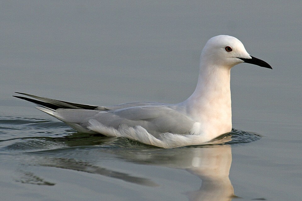 Fayl:Larus genei.jpg