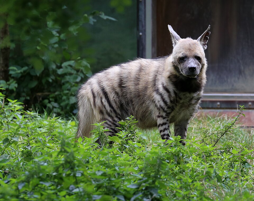 Fayl:Streifenhyaene Hyaena hyaena Zoo Augsburg-05.jpg