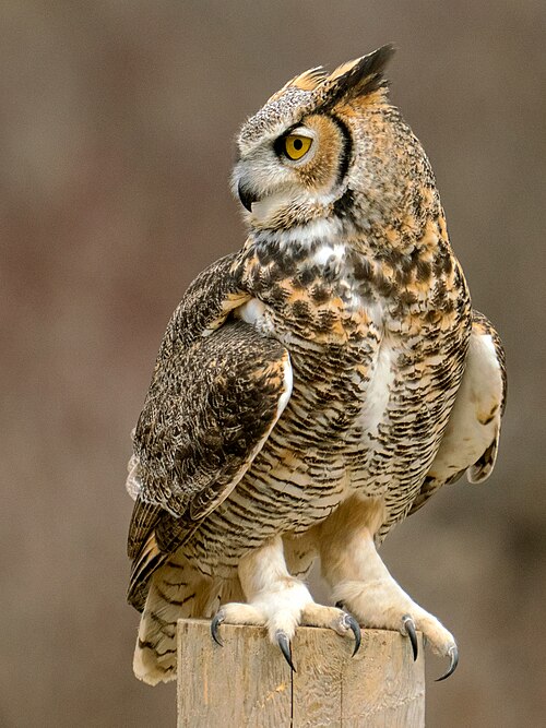Fayl:Talons, Great Horned Owl.jpg