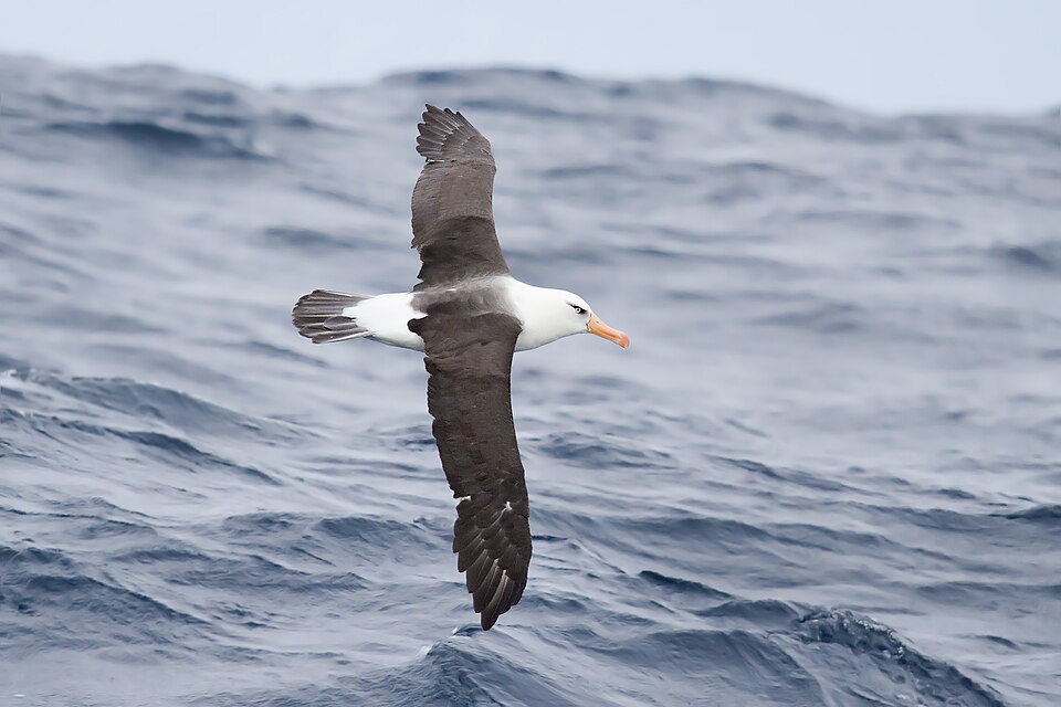 Fayl:Thalassarche impavida - SE Tasmania.jpg