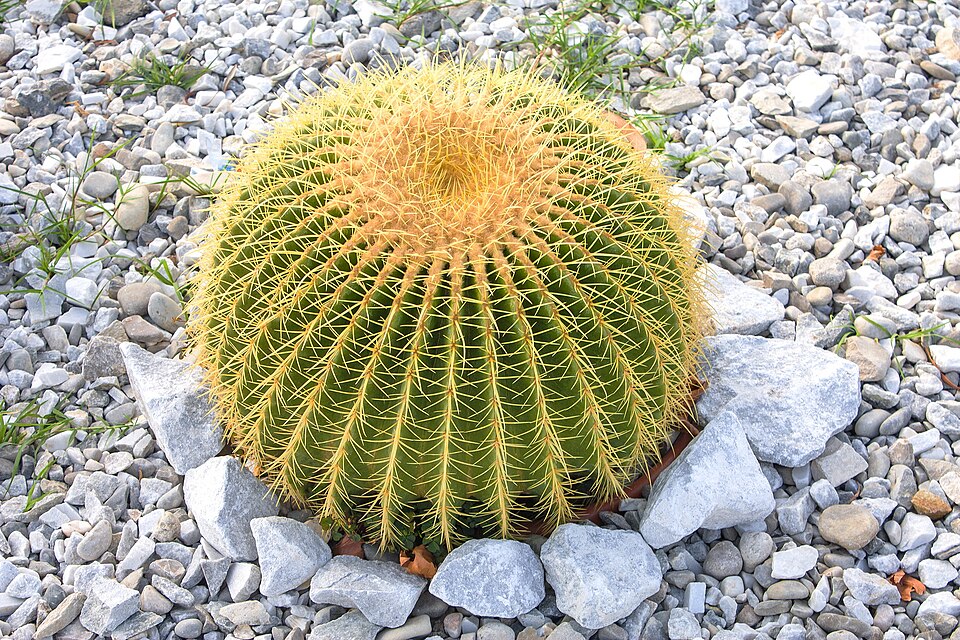 Fayl:Эхинокактус Грузона - Echinocactus grusonii.jpg