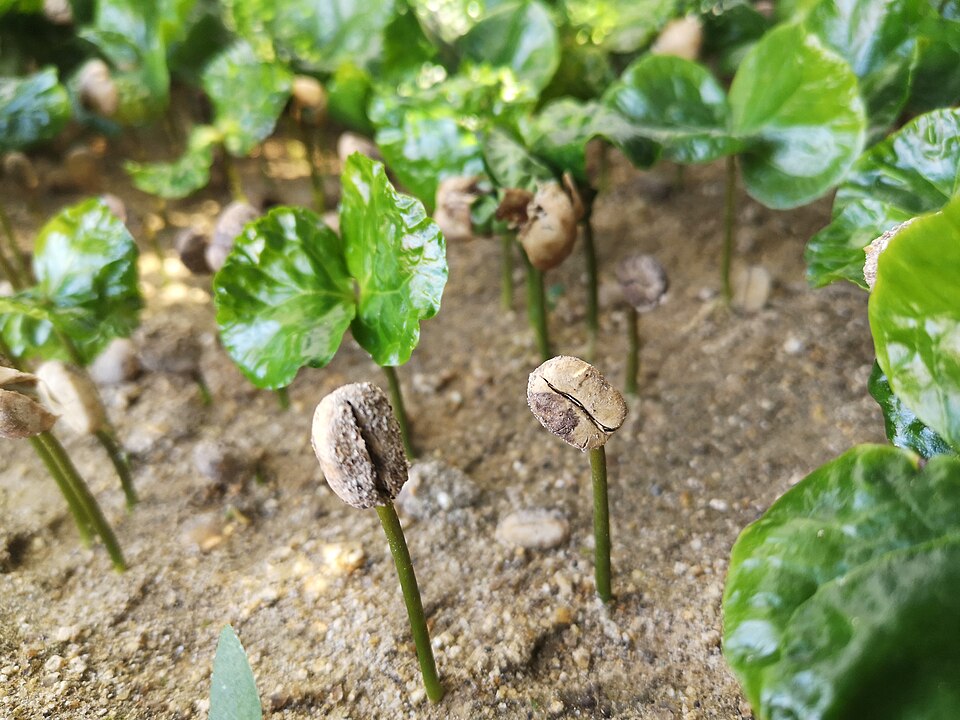 Fayl:Coffee germination.jpg
