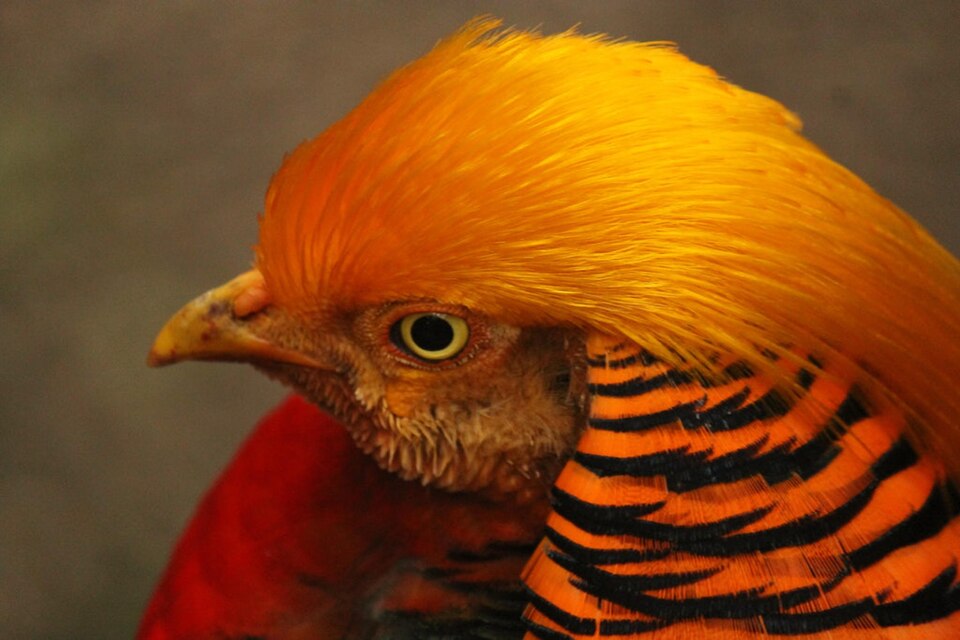 Fayl:GoldenpheasantPhilaPa.jpg