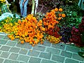 Tepoztlan, Morelos shahridagi Meksika marigoldlari.