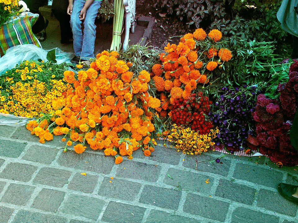 Fayl:Mexican marigold.JPG
