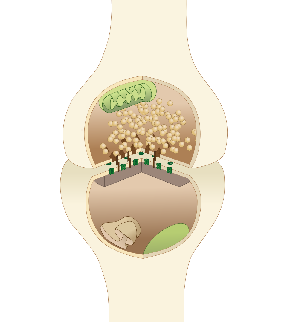 Fayl:Neuron synapse.svg
