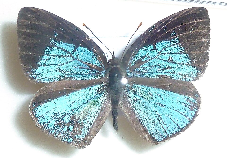 Fayl:Stempfferia ciconia, J Dobson, a.jpg