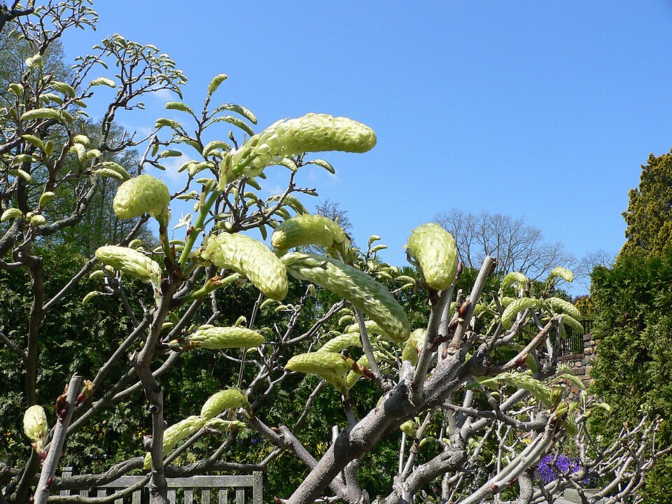 Fayl:Wisteria floribunda2.jpg