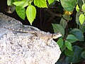 Agama-gardun