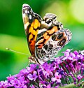 Butterfly Bush ustidagi Vanessa virginiensis