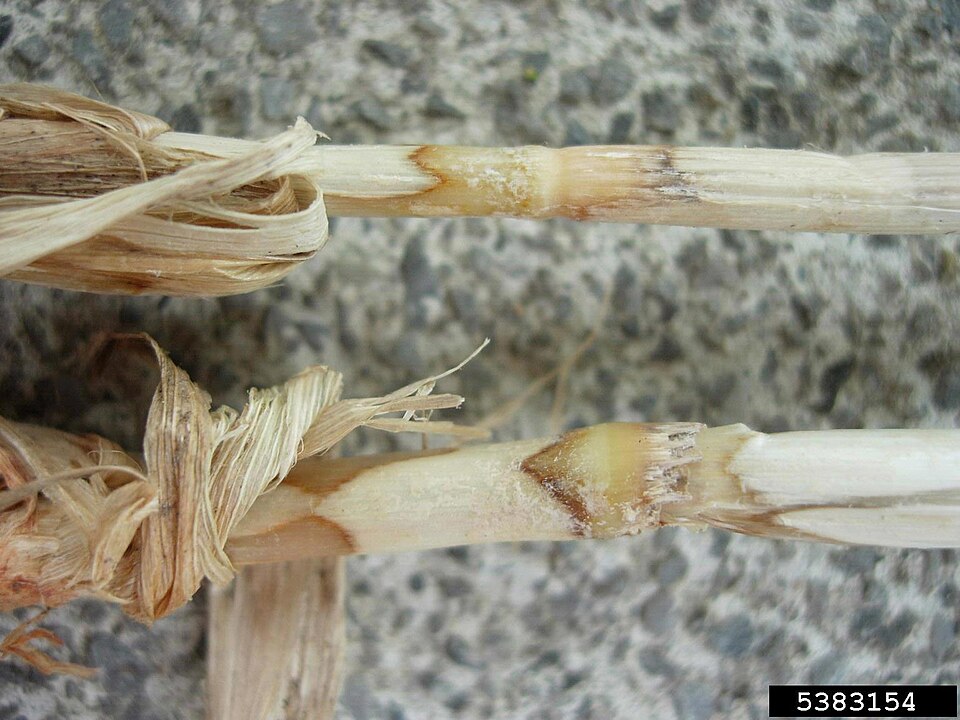 Fayl:Ceratobasidium cereale at Avena sativa.jpg