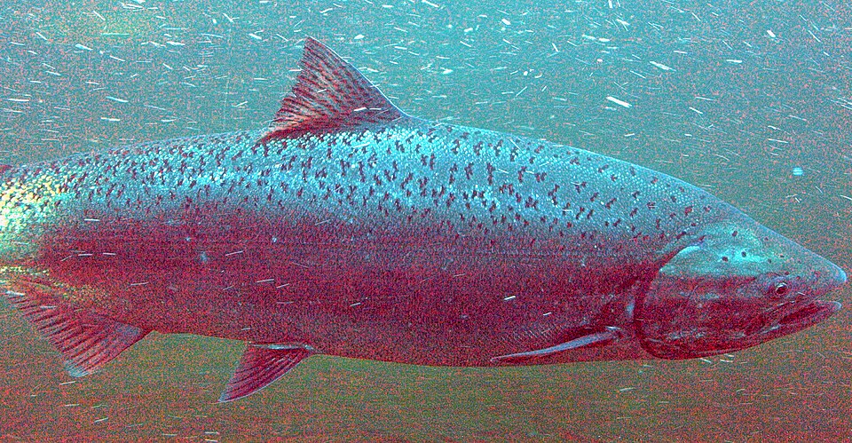 Fayl:Chinook salmon2.jpg