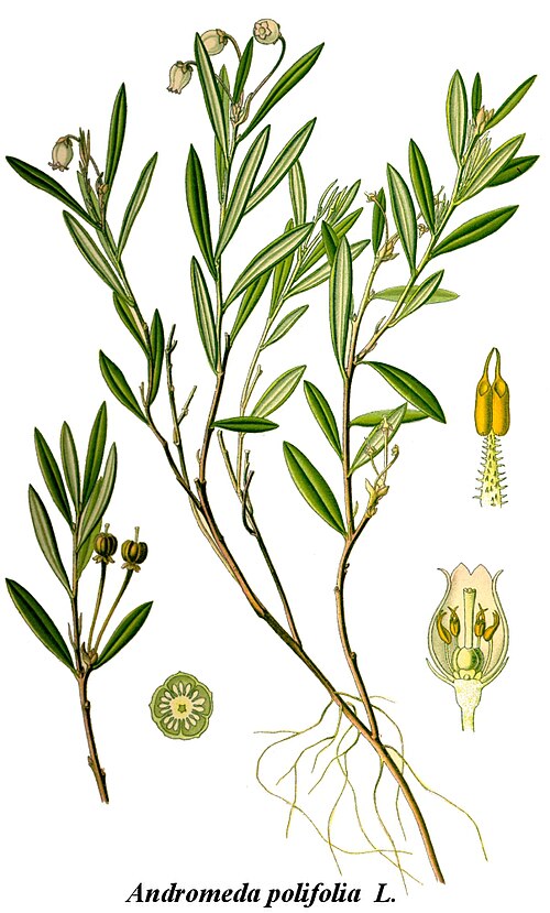 Fayl:Cleaned-Illustration Andromeda polifolia.jpg