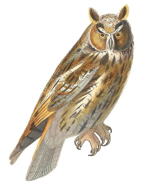 Fayl:Cuvier-12-Hibou à huppe courte.jpg