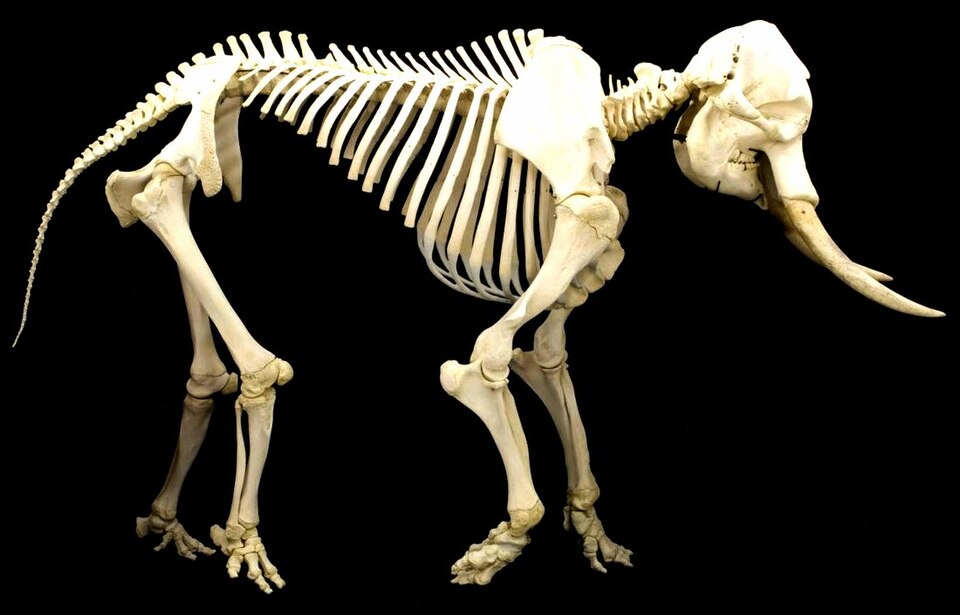 Fayl:Elephant skeleton.jpg