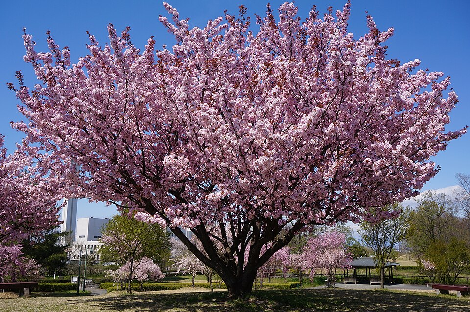 Fayl:Kenrokuen-kumagai1.jpg