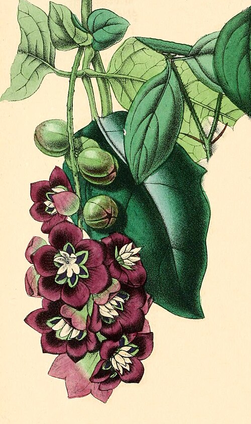 Fayl:Lardizabala.JPG