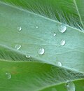The silver leaf colour is due to their soft velvety hair