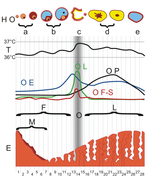 Fayl:MenstrualCycle gen.svg