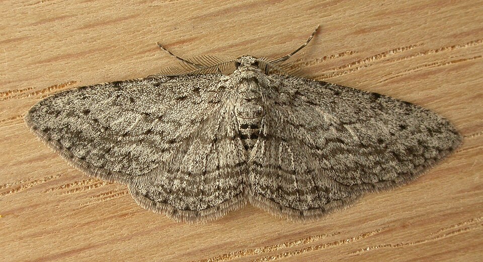 Fayl:Phelotis cognata.jpg